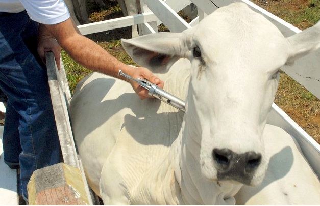Salinópolis e 13 municípios serão obrigado a Vacinar os animais contra raiva