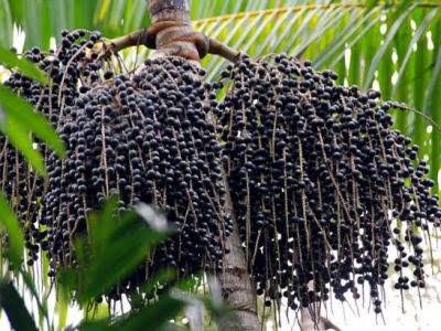 Preço do açaí chega a R$ 50 em supermercados e feiras de Belém