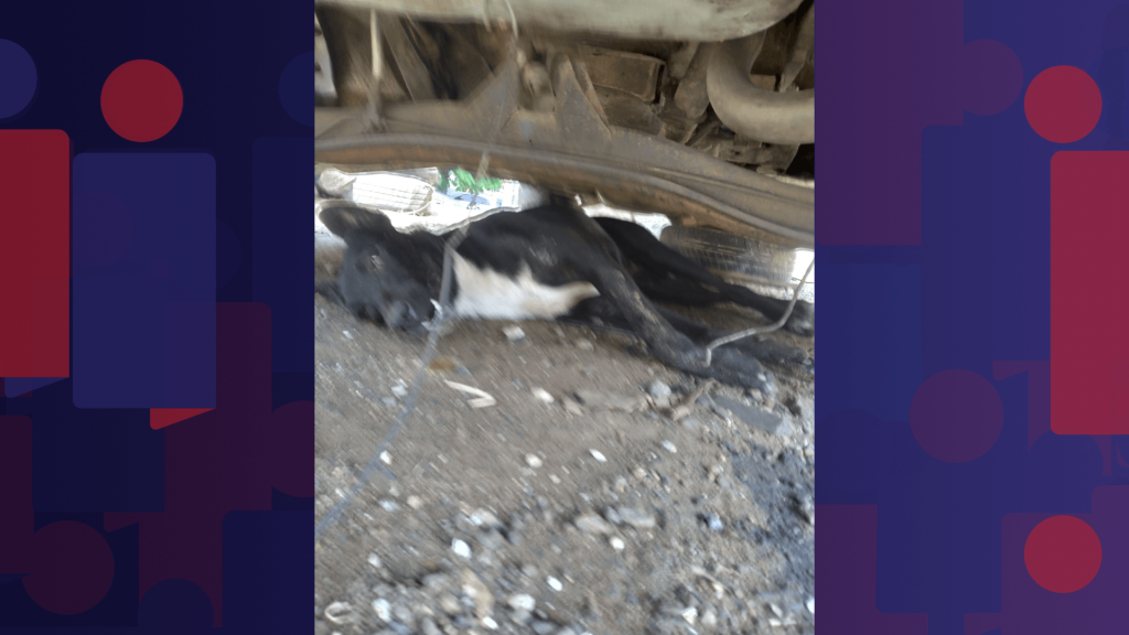 Polícia investiga envenenamento de cães na Ilha da Conceição, em Niterói