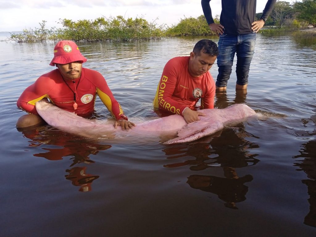 Boto rosa preso em rede de pesca é resgatado por bombeiros na região do Xingu, no Pará