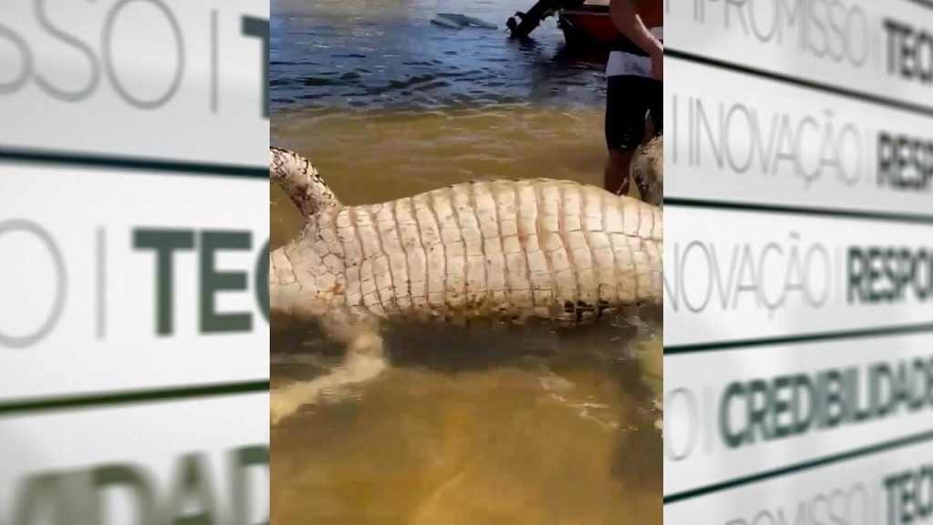 Jacaré gigante aparece morto em praia do sudeste do Pará 