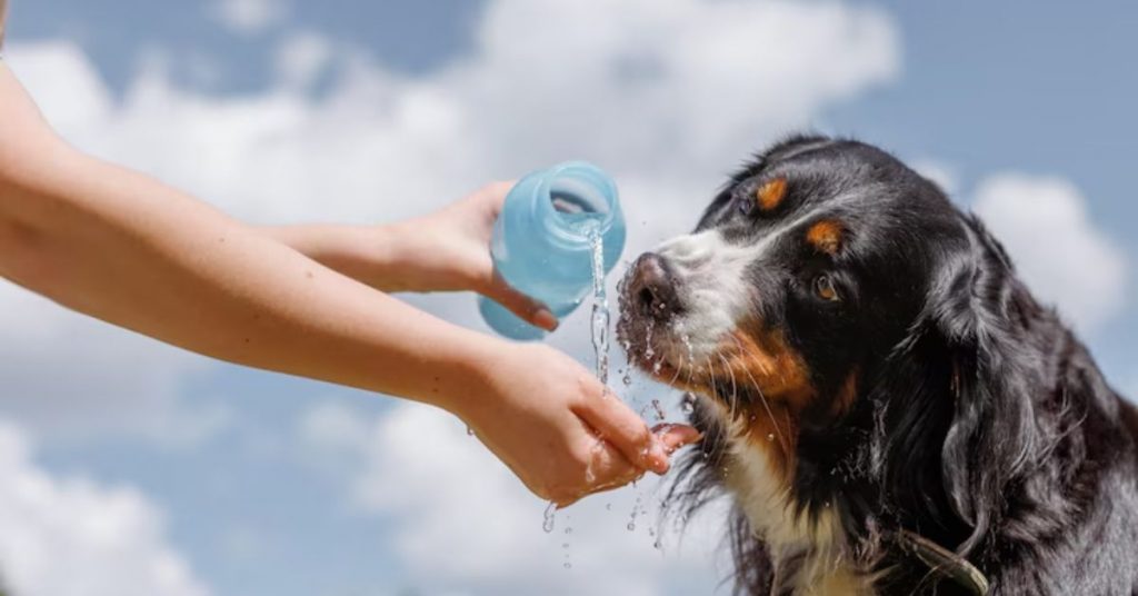 Verão amazônico: veterinária dá dicas de cuidados com pets nos dias quentes